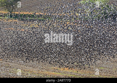 L'art abstrait tourné comme si à l'intérieur d'un immense troupeau ou murmuration d'étourneaux sturnus vulgaris latine ensemble volant au-dessus d'un champ dans l'Italie rurale Banque D'Images