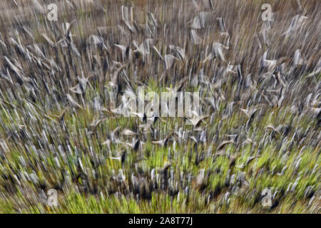 L'art abstrait tourné comme si à l'intérieur d'un immense troupeau ou murmuration d'étourneaux sturnus vulgaris latine ensemble volant au-dessus d'un champ dans l'Italie rurale Banque D'Images