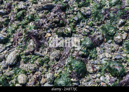 Un gros plan de l'anatife et laitue de mer couverte de roches et des choses dans la zone intertidale au large de North Beach sur l'île Orcas, Washington, USA. Banque D'Images