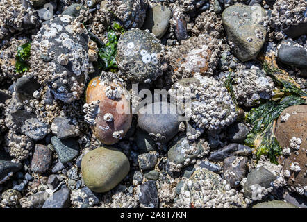 Un gros plan des rochers couverts de balanes et les choses dans la zone intertidale au large de North Beach sur l'île Orcas, Washington, USA. Banque D'Images