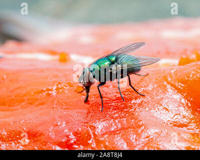 Greenbottle commun, calliphoridés Lucilia sericata, se nourrissant d'une carcasse de saumon rouge. Vue de côté. Cette belle espèce est commune verte irisée restaur Banque D'Images