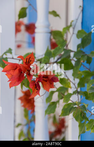 Les feuilles et fleurs de bougainvilliers rouges sur un balcon blanc Banque D'Images