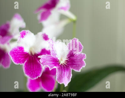 Belle fleur fleurs streptocarpus rose et blanc. Banque D'Images