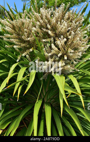 Cordyline australis arbre chou endémique de Nouvelle-Zélande treetop détail de fleurs en fleurs. composé blanc Banque D'Images