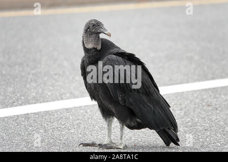 La vautour noire américaine (Coragyps atratus) en Floride, États-Unis Banque D'Images