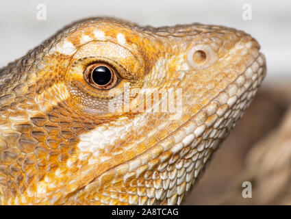 Un dragon de perles, animaux âgés de 6 mois. Photo axée sur la tête de ce reptile comme il ressemble à l'appareil photo depuis une vue de côté Banque D'Images