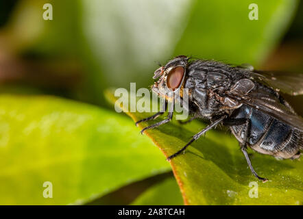 Une mouche sur une feuille verte Banque D'Images