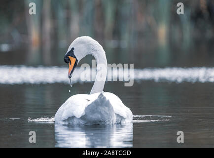 Un cygne sur un lac dans les bois de Bushy Park, Londres Angleterre, avec de l'eau réflexions. Pris un matin d'automne brumeux et froid Banque D'Images