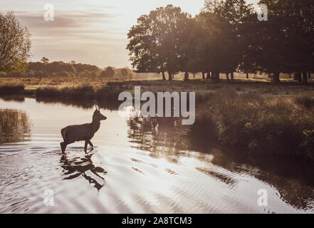 Un cerf rouge dans les eaux de Bushy Park, Londres, en Angleterre. Pris sur un matin froid précoce Banque D'Images