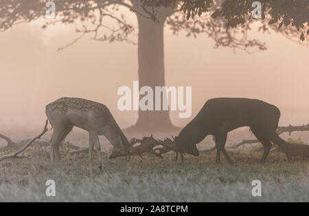 Deux combats berghoff avec panache verrouillé dans les bois de Bushy Park, Londres Angleterre, pris un matin froid et brumeux de l'automne au cours de saison du rut Banque D'Images