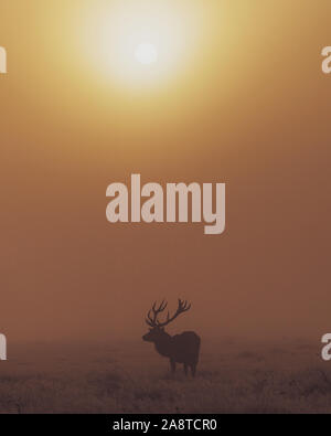 Silhouette d'un cerf rouge cerf dans les bois de Bushy Park, Londres en Angleterre, il y a une belle auréole de lumière de l'aube Banque D'Images