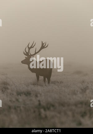 Une famille red deer stag dans les bois de Bushy Park, Londres Angleterre, pris un matin froid et brumeux de l'automne au cours de saison du rut Banque D'Images