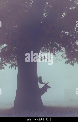 Silhouette d'un cerf rouge cerf dans les bois de Bushy Park, Londres en Angleterre, il y a une belle auréole de lumière de l'aube. Prise sur Banque D'Images