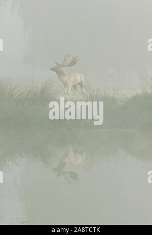 Une famille red deer stag at waters edge de Bushy Park, Londres Angleterre, pris un matin froid et brumeux de l'automne au cours de saison du rut Banque D'Images