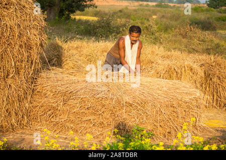 Farmer est la collecte de pile du riz dans le domaine en sijhora,Madhya Pradesh. Banque D'Images