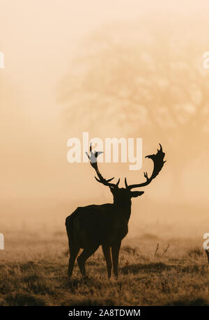 Silhouette d'un cerf rouge cerf dans les bois de Bushy Park, Londres en Angleterre, il y a une belle auréole de lumière de l'aube. Prise sur Banque D'Images