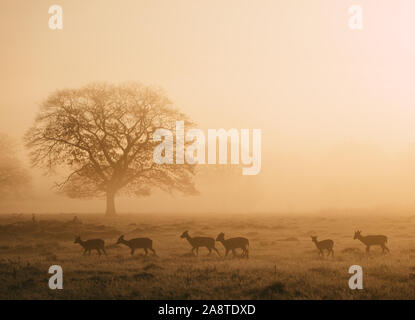 Silhouette d'un troupeau de red deer stag dans les bois de Bushy Park, Londres en Angleterre, il y a une belle auréole de lumière de l'aube. Prise sur Banque D'Images