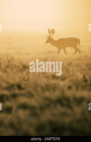 Silhouette d'un cerf rouge cerf dans les bois de Bushy Park, Londres en Angleterre, il y a une belle auréole de lumière de l'aube. Prise sur Banque D'Images