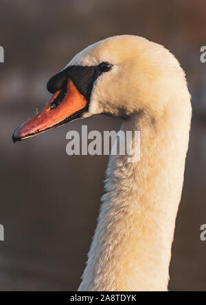 Un cygne à Bushy Park, Londres, en Angleterre. Pris un matin d'automne brumeux et froid Banque D'Images