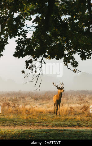 * Une famille red deer stag dans les bois de Bushy Park, Londres Angleterre, pris un matin froid et brumeux de l'automne au cours de saison du rut Banque D'Images