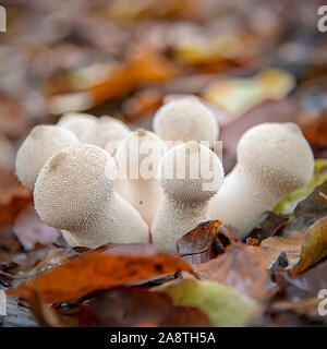 Un groupe de champignons puffball blanc sur le sol de la forêt en automne Banque D'Images