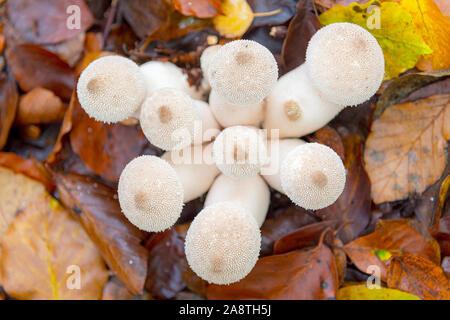 Un groupe de champignons puffball blanc sur le sol de la forêt en automne Banque D'Images