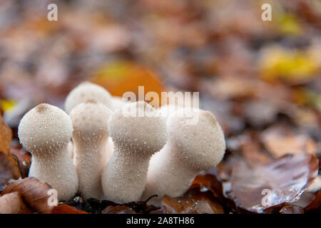 Un groupe de champignons puffball blanc sur le sol de la forêt en automne Banque D'Images