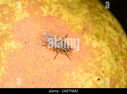 Mouche Pollenia Cluster (espèces) au repos sur poire, Pays de Galles, Royaume-Uni, octobre Banque D'Images