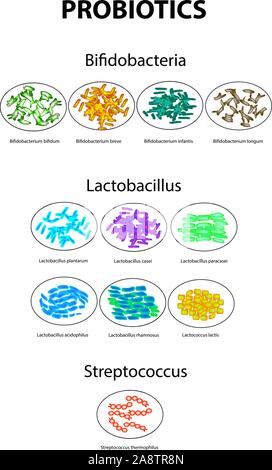 Types de bifidobactéries. Bifidumbacterium. Types de lactobacilles. Lactobacillus. Les probiotiques. Une bonne flore intestinale. Streptococcus thermophilus Illustration de Vecteur