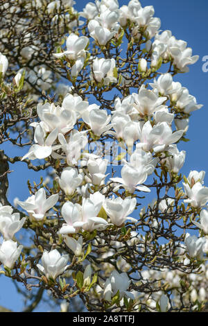 Tulpen-Magnolie (Magnolia × soulangeana 'Amabilis') Banque D'Images