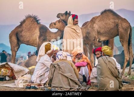 Un groupe d'éleveurs de chameaux Rajasthani temporaire assis dans leur camp dans le désert à l'aube, pendant la foire Pushkar Camel au Rajasthan, Inde. Banque D'Images