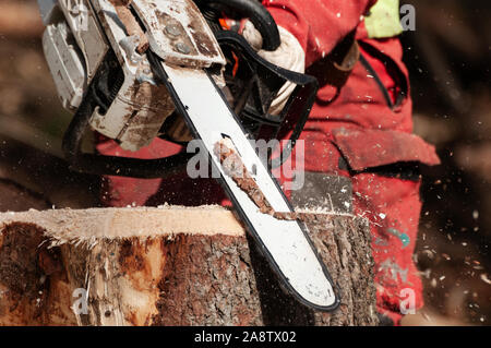 Closeup détail de travailleur forestier nettoyage de la souche d'un arbre épinette abattus avec tronçonneuse Banque D'Images