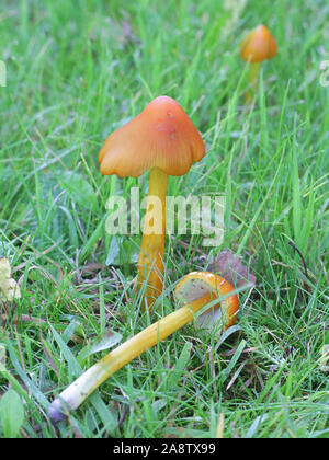 Hygrocybe conica, connu sous le nom de Witch's hat, cire ou conique conique chapeau visqueux, cap de la Finlande aux champignons sauvages Banque D'Images