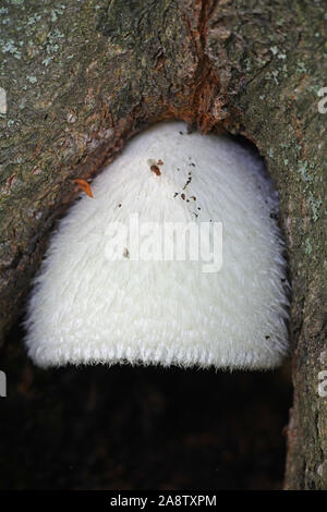 Volvariella bombycina, connu comme le fourreau soyeux, soyeux rosegill, argent-paille de soie, de champignons ou de champignons d'arbres, à partir de la Finlande aux champignons sauvages Banque D'Images