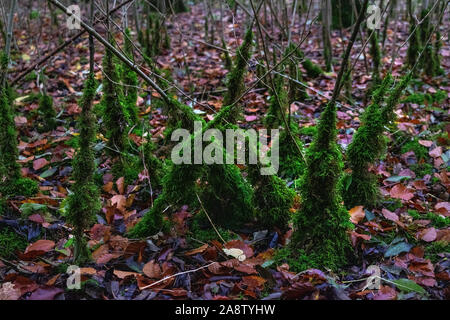 Les petits arbres couverts de mousse dans les bois au cours de l'automne pluvieux jours Banque D'Images