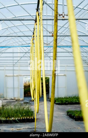 Loops d'un tuyau jaune tenture des tuyaux en métal dans une serre dans un jardin pépinière. Banque D'Images