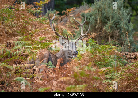 Politique deer (Cervus elaphus), aussi appelé cerf européen, Red Deer. Malaga, Espagne. Banque D'Images