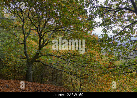 Forêt de châtaigniers châtaignier et des fruits dans la vallée du Genal, province de Malaga. Espagne Banque D'Images