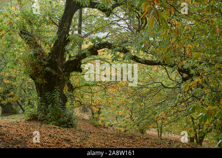 Forêt de châtaigniers châtaignier et des fruits dans la vallée du Genal, province de Malaga. Espagne Banque D'Images