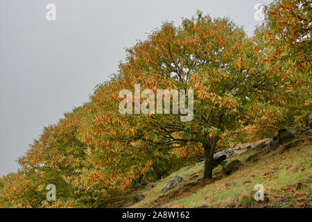 Forêt de châtaigniers châtaignier et des fruits dans la vallée du Genal, province de Malaga. Espagne Banque D'Images