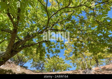 Forêt de châtaigniers châtaignier et des fruits dans la vallée du Genal, province de Malaga. Espagne Banque D'Images