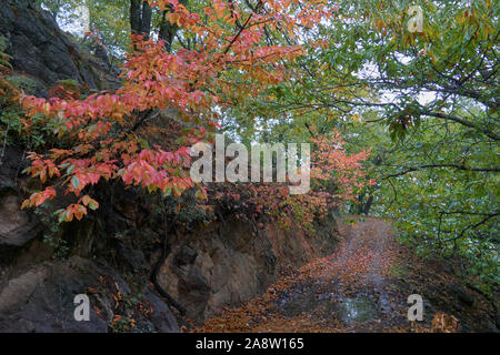 Forêt de châtaigniers châtaignier et des fruits dans la vallée du Genal, province de Malaga. Espagne Banque D'Images