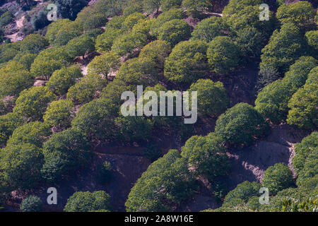 Forêt de châtaigniers châtaignier et des fruits dans la vallée du Genal, province de Malaga. Espagne Banque D'Images