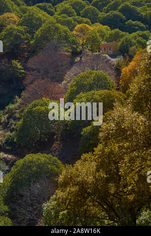 Forêt de châtaigniers châtaignier et des fruits dans la vallée du Genal, province de Malaga. Espagne Banque D'Images