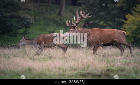 Oh my Deer ! Des cerfs en rut à Richmond Park, Londres. Banque D'Images