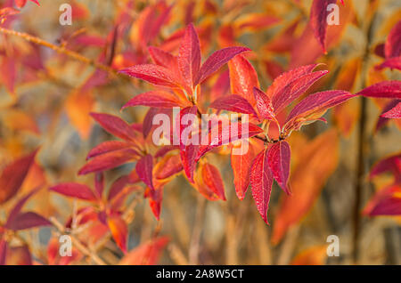 Automne feuilles lumineuses Forsythia. Concept d'automne. Close up. Banque D'Images