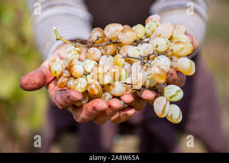 La récolte des raisins. Les mains des agriculteurs avec les raisins fraîchement récoltés. Banque D'Images