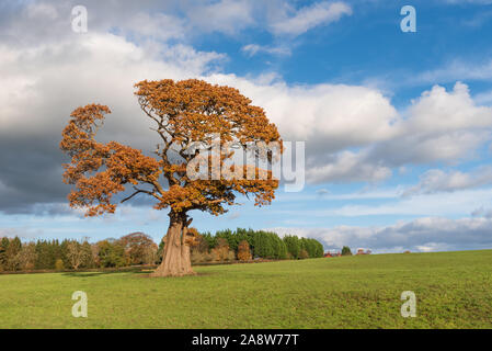 Couleurs d'automne près de Forton dans le Lancashire Banque D'Images