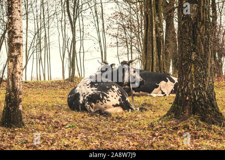 Deux vaches couché sur le pâturage d'automne Banque D'Images