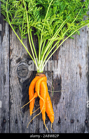 Ugly branché carotte biologique de la maison sur le jardin table en bois ancien étable séché Banque D'Images